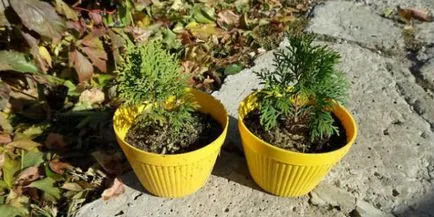 Thuja - ültetés és gondozás a nyílt terepen Thuja - ültetés és gondozás a nyílt terepen
