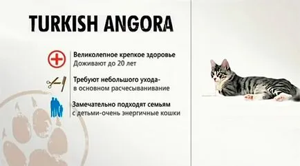 Török angóra ❤ különösen fajták (török angóra) Török angóra ❤ különösen fajták