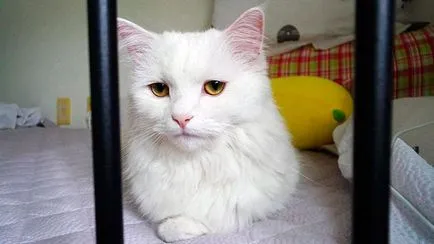 Török angóra (angóra macska) - a fotót, leírást jellegét, tartalmát, vásárlás (angora) Török angóra (angóra macska) - fotó, leírás, jellegét, tartalmát, vásárlás