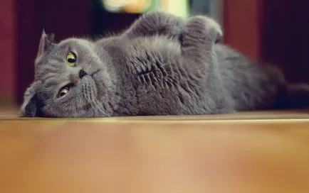 Török angóra Fajtajegyei és gondoskodik róla