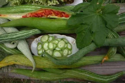 Snake tök uborka, egyre nagyobb a mag (trichosanthes japán szerpentin uborka) Snake tök uborka, egyre nagyobb a vetőmag