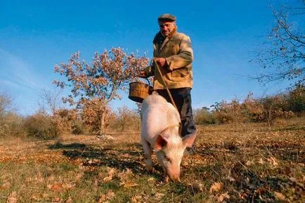 A szarvasgomba gomba - leírás, típusú, hol és hogyan nőnek, keresés, fotó (szarvasgomba) A szarvasgomba gomba - Leírás, típus, hol és hogyan nőnek, keresés, fotók