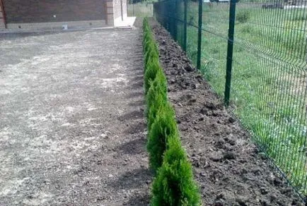 Thuja - ültetés és gondozás a nyílt terepen Thuja - ültetés és gondozás a nyílt terepen