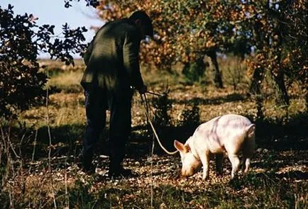 Szarvasgomba - az arisztokraták a gomba királyság (a királyság) Szarvasgomba - az arisztokraták a gomba királyság