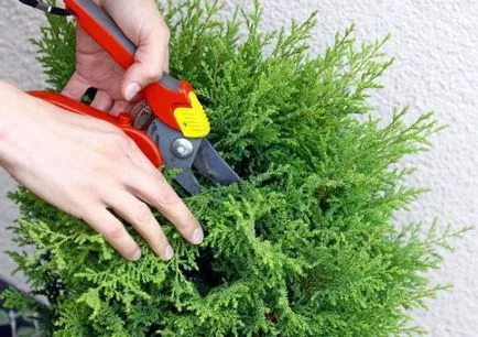 Thuja ültetés, gondozás a télen, hogy miért van sárga tűk arborvitae, újraélesztés fenyők kábítószer purshat ó fotó