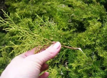 Thuja - ültetés és gondozás a nyílt területen (kültéri) Thuja - ültetés és gondozás a nyílt terepen