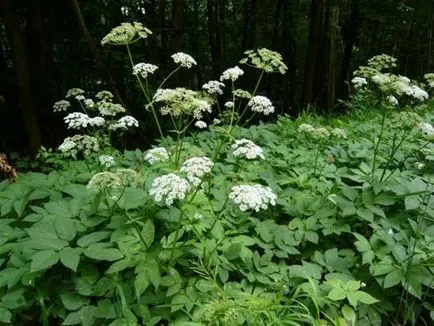 Grass podagrafű hasznos gyógyszer tulajdonságait, fényképek és receptek (fű) Grass podagrafű hasznos gyógyszer tulajdonságait, fényképek és receptek
