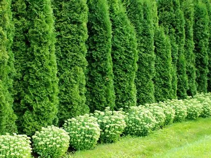 Thuja ültetés és gondozás és szaporítása