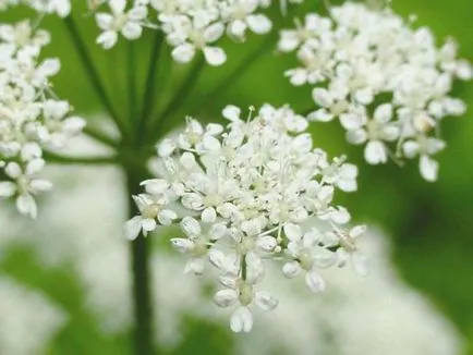 Grass podagrafű hasznos gyógyszer tulajdonságait, fényképekkel, receptek (goutweed) Grass podagrafű hasznos gyógyszer tulajdonságait, fényképek és receptek