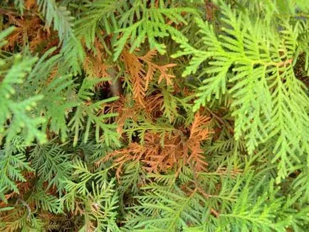 Thuja ültetés, gondozás a télen, hogy miért van sárga tűk arborvitae, újraélesztés tűlevelűek kábítószer purshat ó fotó