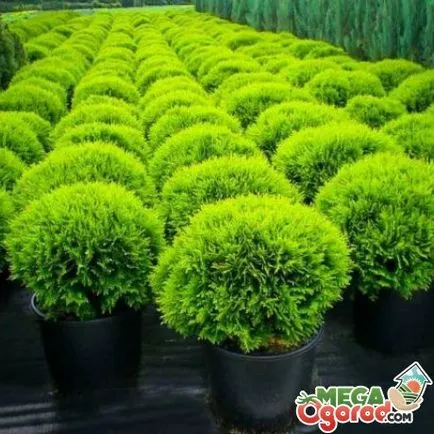 Thuja egy bankban tenyésztés, ültetés és gondozás otthon (reprodukció) Thuja egy bankot tenyésztés, ültetés és ápolási otthon