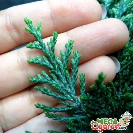 Thuja egy bankot tenyésztés, ültetés és ápolási otthon Thuja egy bankot tenyésztés, ültetés és ápolási otthon