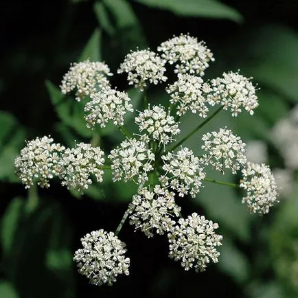 Grass goutweed fotójához, gyógyító tulajdonságokkal és ellenjavallatok