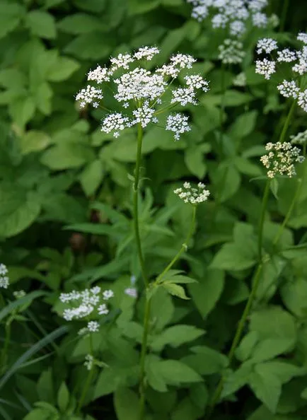fű goutweed