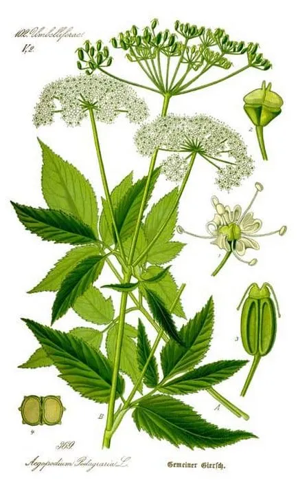 Grass goutweed 100 betegségek