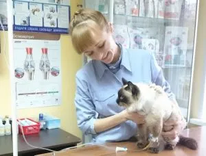 A macska ürülék a vér, hogy mit jelent, hogy miért nem volt, hogy mi a teendő, ha egy ilyen szék talált (csinálni) A macska ürülék a vér, hogy mit jelent, hogy miért nem volt, hogy mi a teendő, ha egy ilyen szék talált