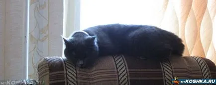 A macska véres hasmenés, mit kell tenni otthon ok (cat) A macska véres hasmenés, mit kell tenni otthon okai