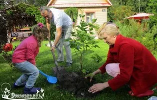 Care Tusi - öntözés és műtrágyázás tavasszal, nyáron, télen és ősszel
