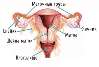 Az urogenitális chlamydiosis - mi ez