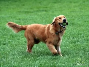 Válasszon nevet a Labrador, a világ a kutyák és macskák