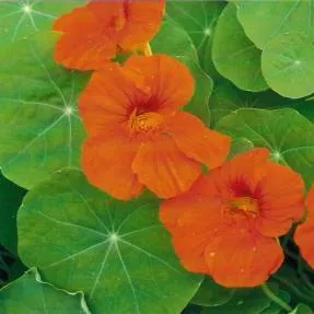 Termesztése sarkantyúvirág, nő a kertben! (Nasturtium) Termesztése sarkantyúvirág, nő a kertben!