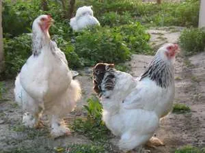 Termesztés és tenyésztés csirkék otthon, tippek és trükkök Termesztés és tenyésztés csirkék otthon, tippek és trükkök