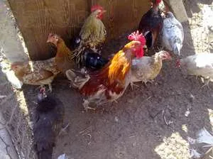 Termesztés és tenyésztés csirkék otthon, tanácsot és útmutatást (ajánlások) Termesztés és tenyésztés csirkék otthon, tippek és trükkök