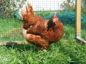 Termesztés és tenyésztés csirkék otthon, tanácsot és útmutatást (akkor tojik) Termesztés és tenyésztés csirkék otthon, tippek és trükkök
