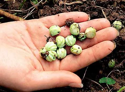 Növekvő Sarkantyúvirág - palánták és nonseedlings módon