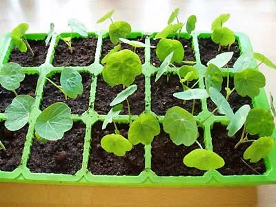 Növekvő Sarkantyúvirág - palánták és nonseedlings módon