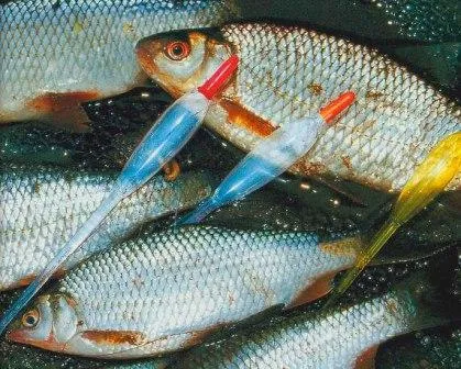 Típusú úszók kiválasztása és használata kritériumokat (típusú) Típusú úszók kiválasztása és használata kritériumok