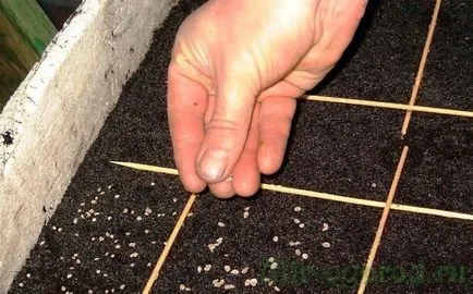 Növekvő paradicsom palántákat ültetés ellátás és leszállás a virágágyás