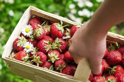 Epret termeszteni, mint az üzleti folyamatok, számítás, üzleti terv