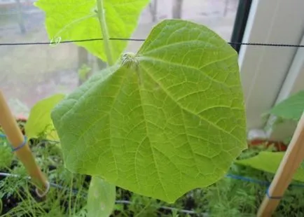 Növekvő uborka az ablakpárkányon - gondozás, trágyázás, betegség (ablakpárkány) Növekvő uborka az ablakpárkányon - gondozás, trágyázás, betegség