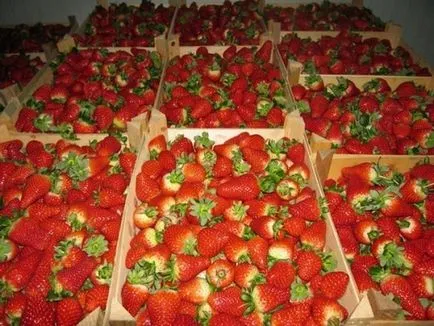 Epret termeszteni, mint egy üzleti, ingatlan