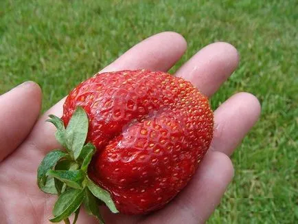 Epret termeszteni, mint egy üzleti - tervet, és hasznos tanácsokat (a) Epret termeszteni, mint egy üzleti - tervet és tippek