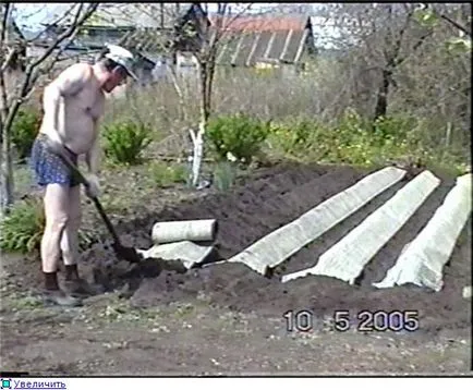 Növekvő eper 1