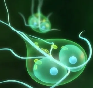 Krónikus tünetek Giardiasis felnőtteknél Krónikus tünetek Giardiasis felnőtteknél