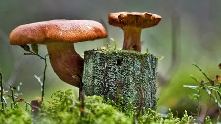 Mindent a tenyésztés gomba