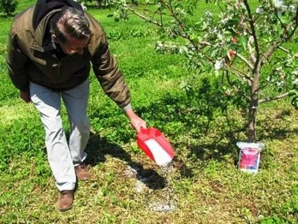Mindent a kötszer körte, hogyan és mikor kell csinálni