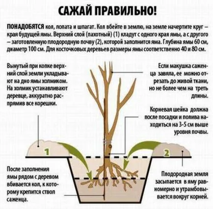 Mindent a kötszer körte, hogyan és mikor kell csinálni