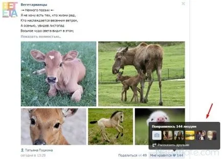 Miért husky érintkező