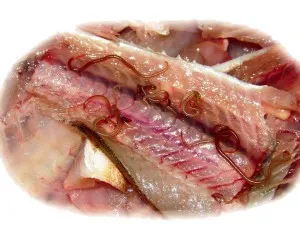 Viszketés a hüvely nélküli kisülési kezelés a leghatékonyabb részleteket! Viszketés a hüvely nélküli kisülési kezelés a leghatékonyabb részleteket!