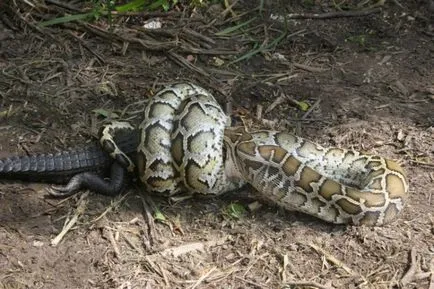 10 érdekes tény a piton