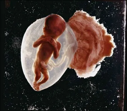 20 egyedi képek, hogy az egész világot sokkolta (egész) 20 egyedi képek, hogy az egész világot sokkolta