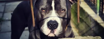 6 tipp, hogy oktassák pitbull