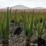 Aloe vera növény gondozása és növekedési otthon
