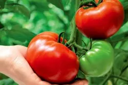 Agrotehnika növekvő paradicsom a nyílt terepen, az üvegházhatást okozó és a küszöb