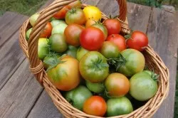 Agrotehnika növekvő paradicsom a nyílt terepen, az üvegházhatást okozó és a küszöb