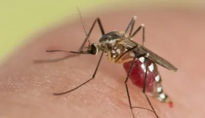 Allergiás a harapás a szúnyog szúnyogok - a nyár csengő és viszketés